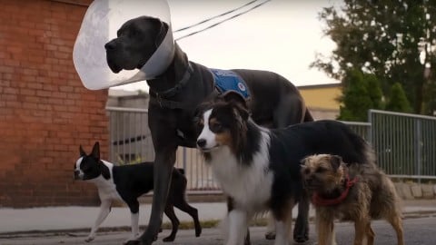la bande-annonce italienne du film politiquement incorrect avec Will Forte et des chiens qui parlent en quête de vengeance
