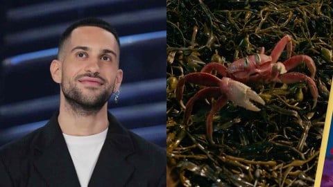 La Petite Sirène, Mahmood sera la voix italienne de Sebastian dans le live-action !