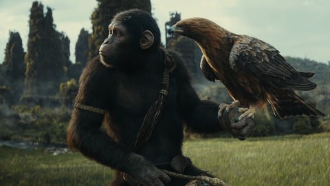 Le royaume de la planète des singes