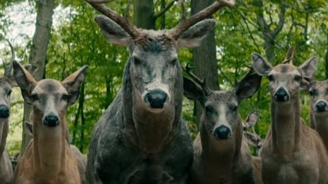 Le monde derrière vous, le réalisateur commente la fin du film et explique la signification du cerf