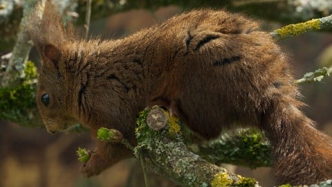 Le chêne et ses habitants Bilan