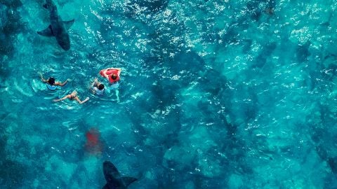 voici la bande annonce de Something in the Water
