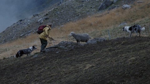 Festival du Film de Trente et son palmarès, entre bergers obstinés et sommets hors du commun