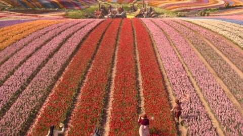 Méchant, 9 millions de tulipes ont été plantées pour créer Munchkinland : voici où elles se trouvent !