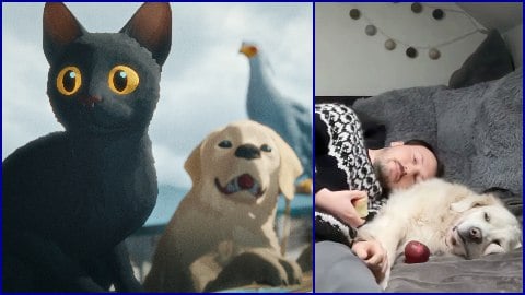 le réalisateur suit les nominations avec son chien, la vidéo