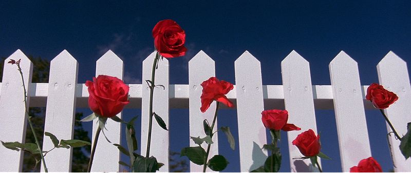 Blue Velvet, l'épicentre du tremblement de terre lynchien et l'exploration aventureuse de la capacité