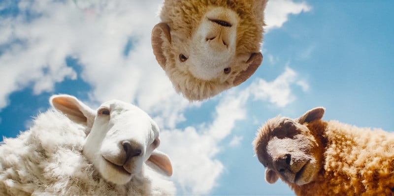 Sheep Under Cover, la critique du conte familial policier avec Hugh Jackman