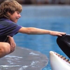 L'histoire vraie est bien plus triste que le film : qu'est-il arrivé à Keiko, l'orque de Free Willy