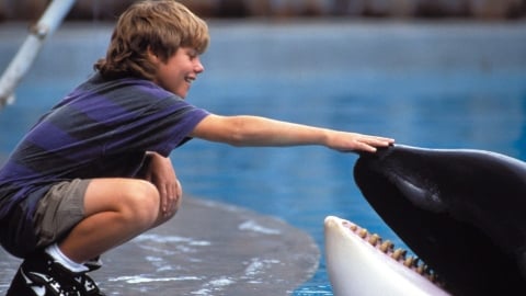 L'histoire vraie est bien plus triste que le film : qu'est-il arrivé à Keiko, l'orque de Free Willy