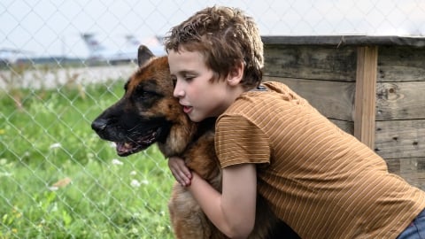Le chien abandonné à l'aéroport qui attendait son maître depuis des années : l'histoire vraie de Palma