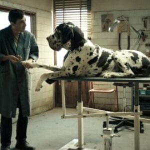 Le crime atroce qui a inspiré Dogman : l'histoire vraie fait plus mal que le film de Garrone