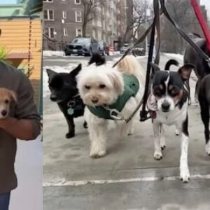 Matt Damon, ses 5 chiens adoptés et le chat sauvé dans la jungle : « Je ne peux pas dire non aux animaux »