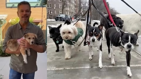 Matt Damon, ses 5 chiens adoptés et le chat sauvé dans la jungle : "Je ne peux pas dire non aux animaux"
