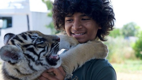 Un tigre orphelin sauvé par un enfant : l'histoire qui a inspiré Le Garçon et le Tigre
