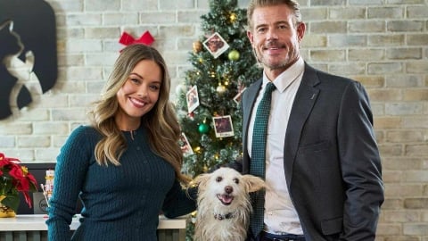 Le chien sauvé d'un bâtiment abandonné et qui joue aujourd'hui dans un film de Noël : tout est vrai !