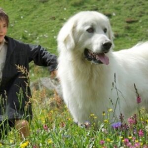 Le chien que tout le monde voulait tuer et l'enfant déterminé à la sauver : comment finissent Belle et Sébastien