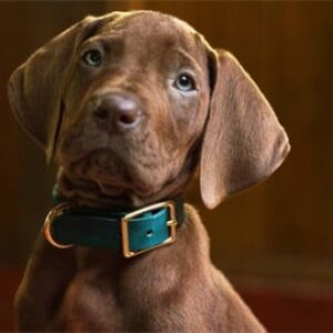 Scooby-Doo : Origins, le tournage de la série Netflix est terminé : voici une nouvelle adorable photo du chien protagoniste