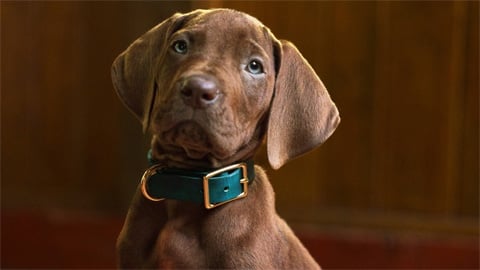 Scooby-Doo : Origins, le tournage de la série Netflix est terminé : voici une nouvelle adorable photo du chien protagoniste