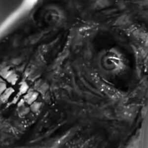 The Third Parent, une autre creepypasta effrayante arrive au cinéma : voici la bande-annonce